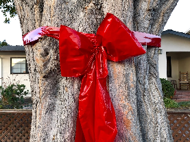 One of the larger trees in SNAIL decorated with a Red Bow